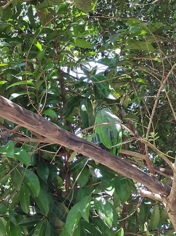 Pousada Quintal Dos Sonhos Xando Caraíva Kültér fotó
